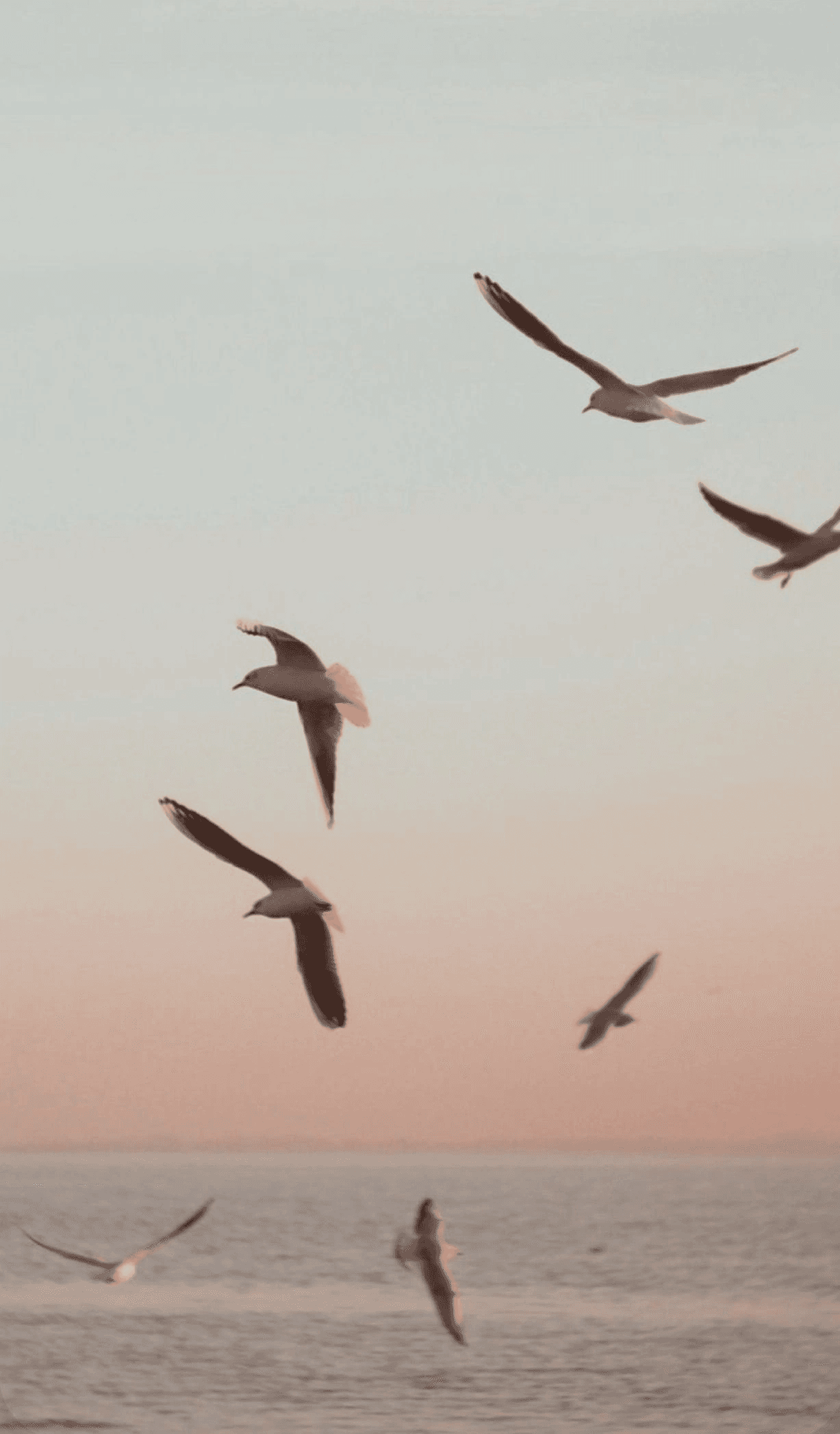 Seabirds flying above the ocean in the evening light